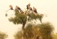 jaisalmer