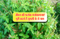 Tulsi Vivah