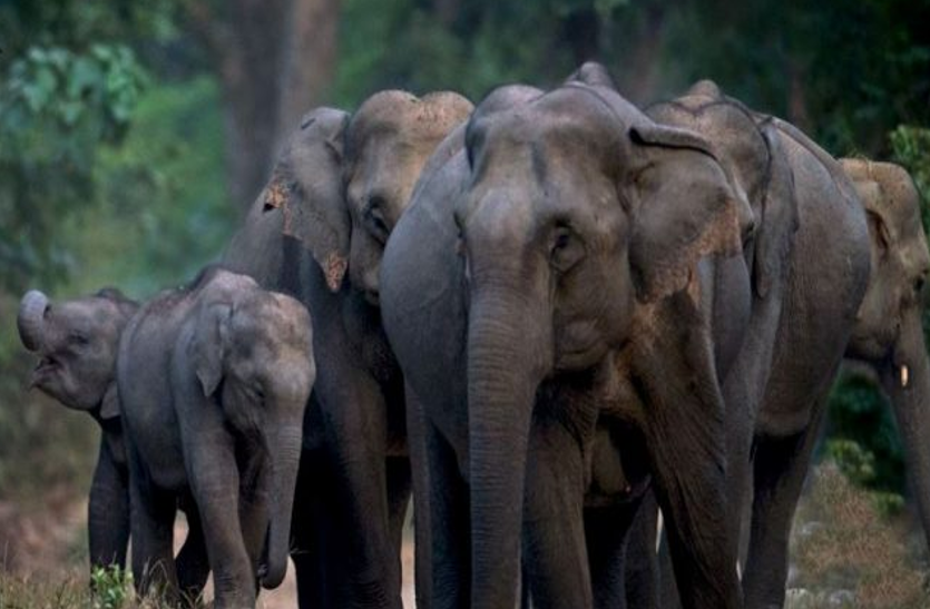 elephants file photo 