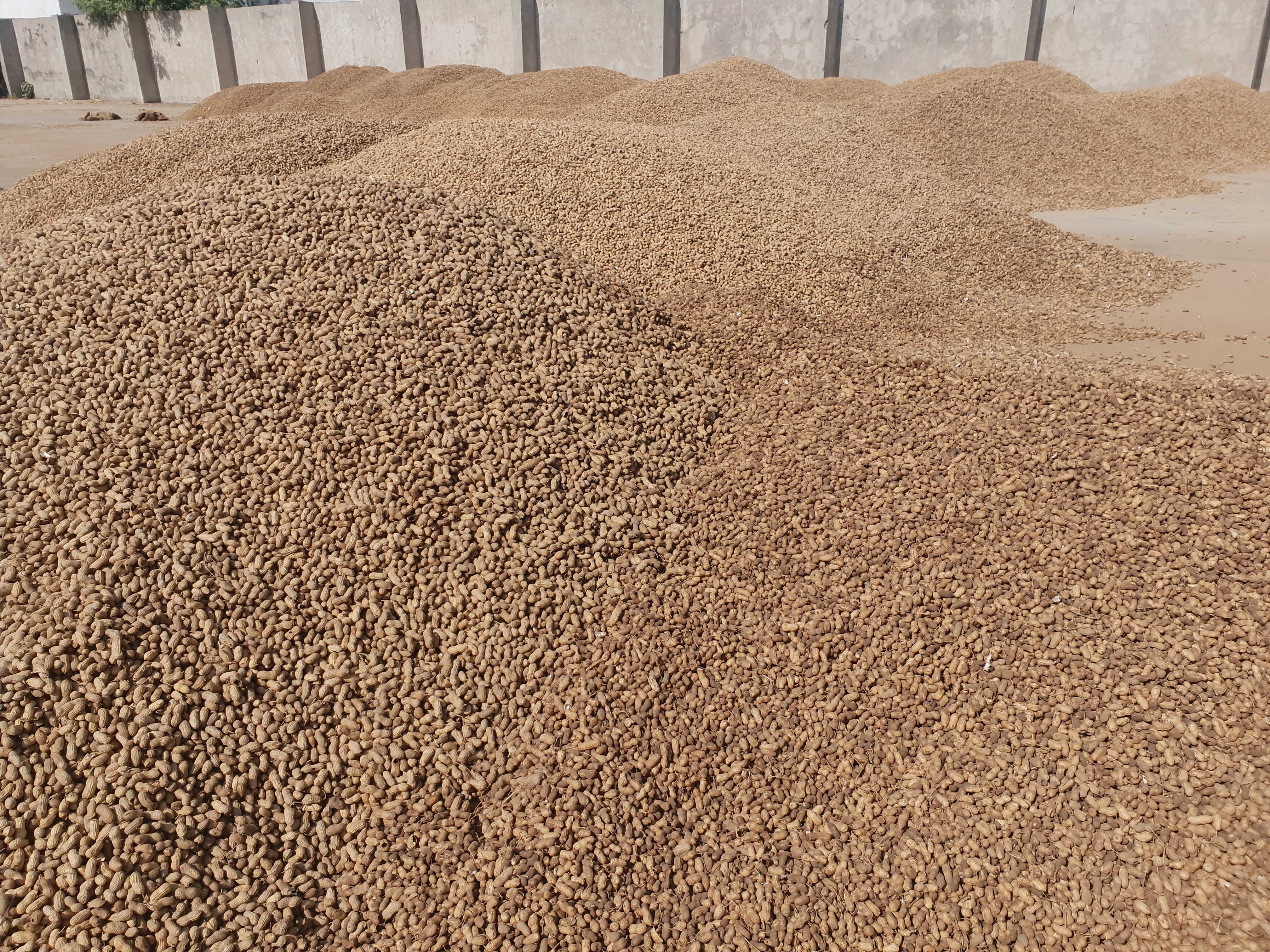 NAFED, Gujarat, Groundnut