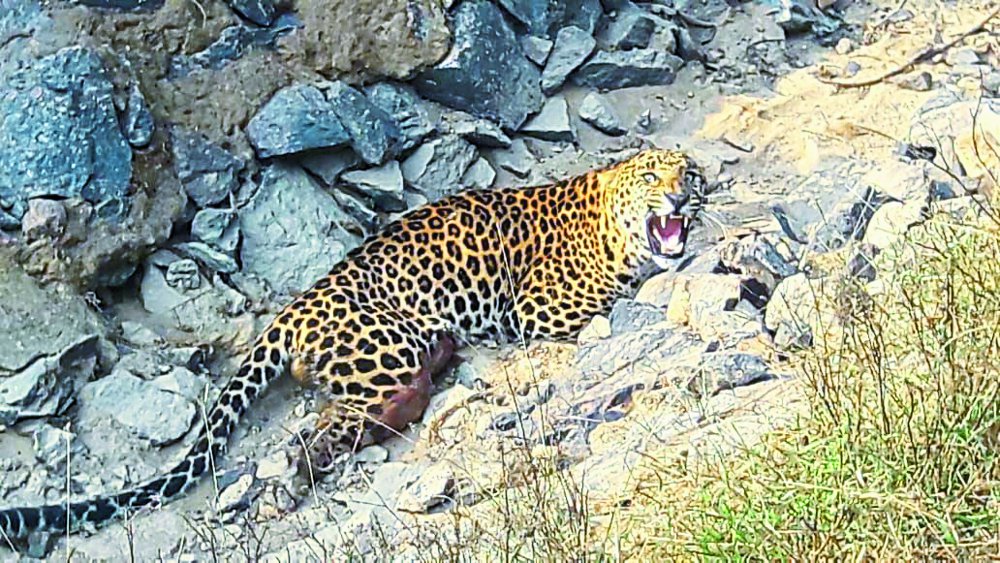Leopard found in a canal in the wooded canal in Singrauli