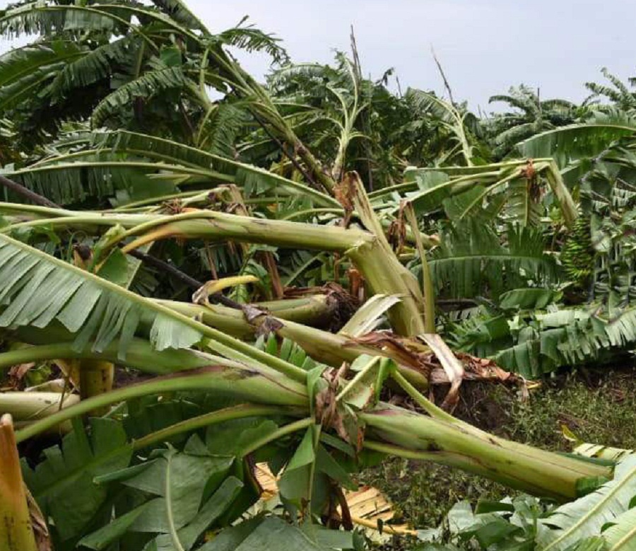 Banana's corp collapses by gaja storm