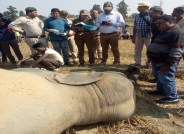 Elephant dead body