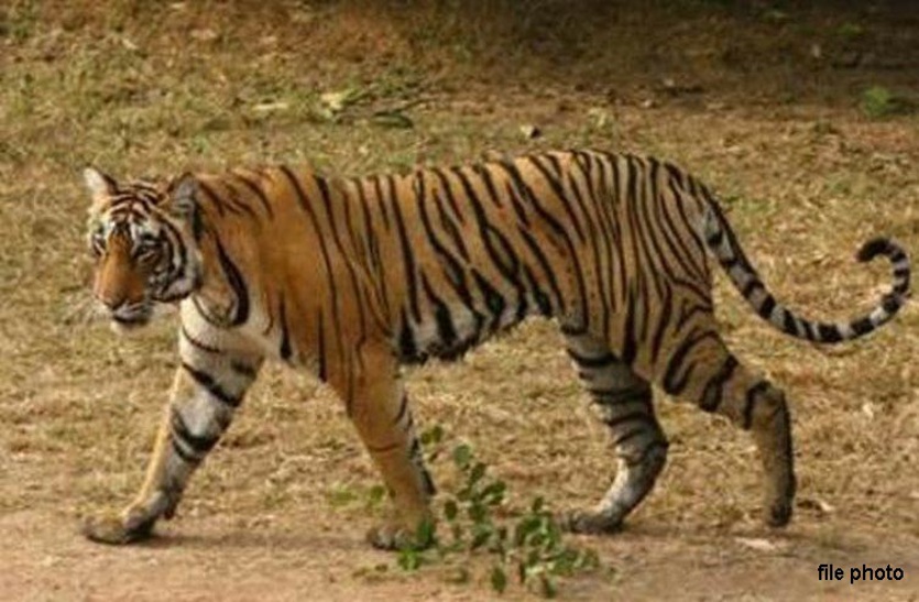 Tigress injured in Odisha