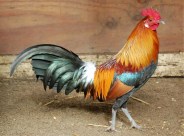 Chicken