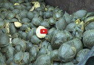 tortoise smuggling 