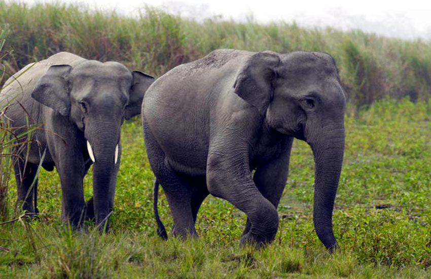 group of wild elephants enter in Marasa village