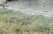 sirohi