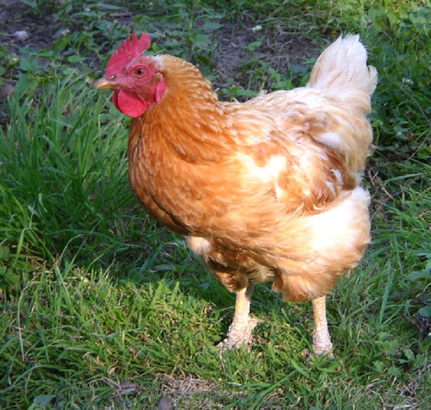 Hen