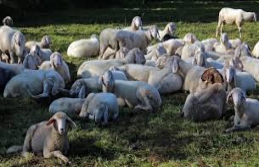 sheeps