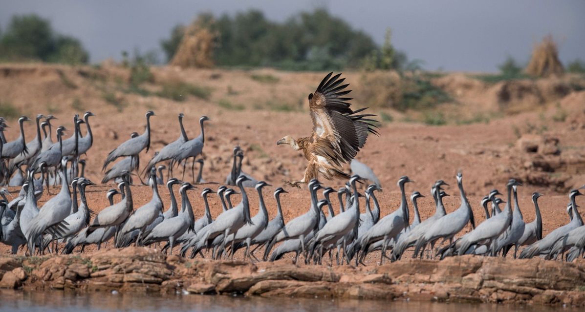 Migrant birds Kurja in Khichan