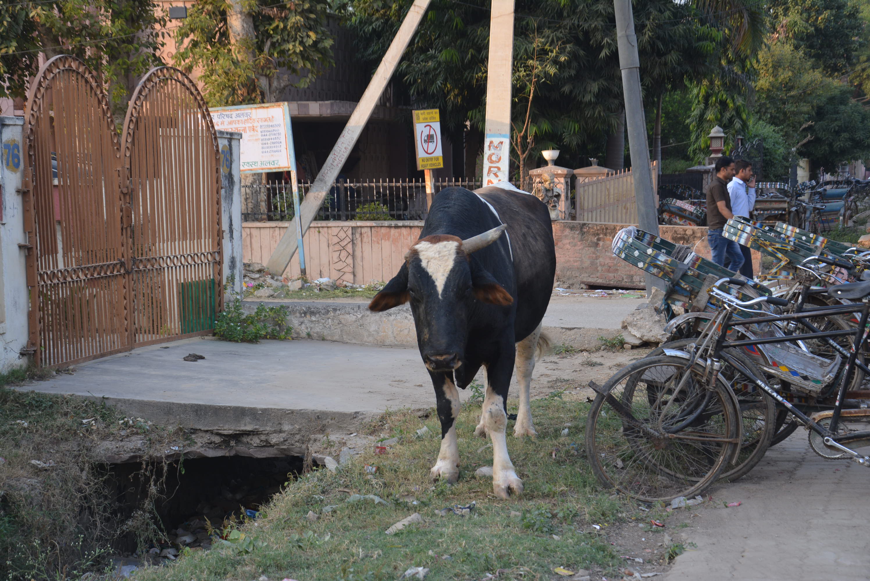 Unclaimed Animal Hit Men In Alwar