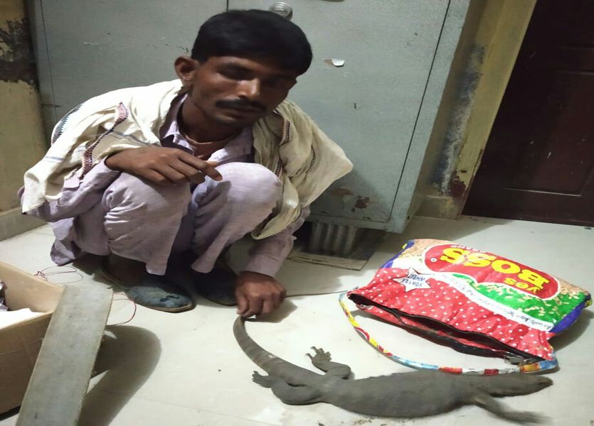 Alwar Man Hunt Monitor Lizard And Tenrec For Black Magic