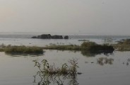 Wild elephant group