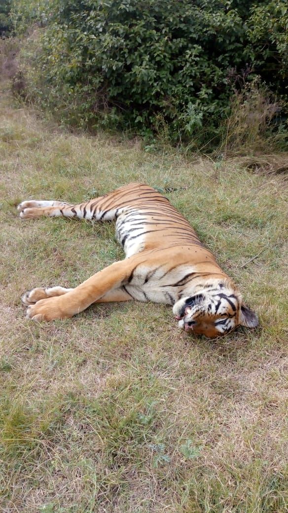 tiger