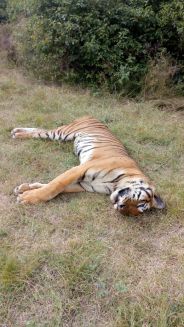 tiger
