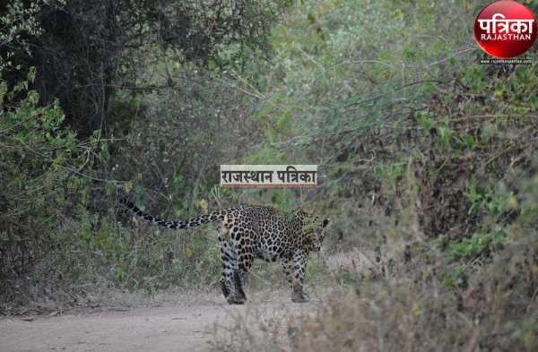 Kumbhalgarh Sanctuary