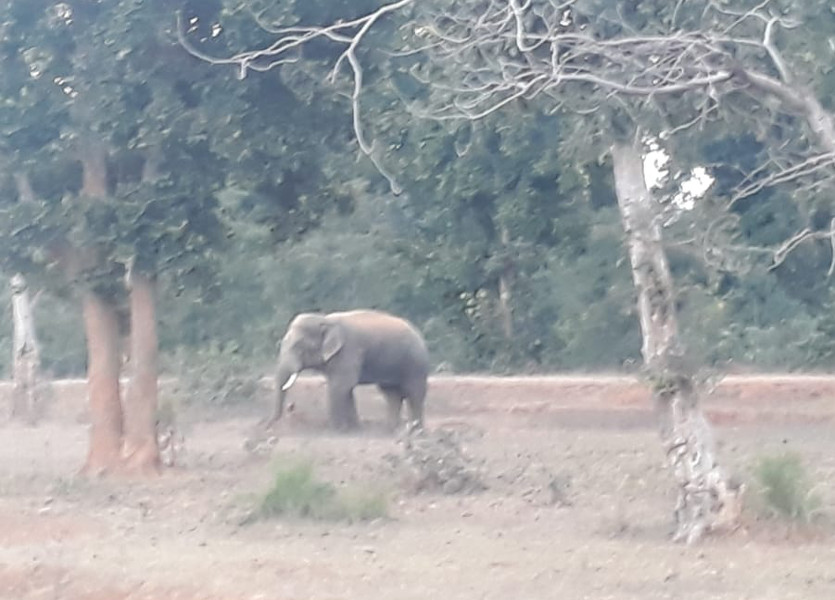 Elephant
