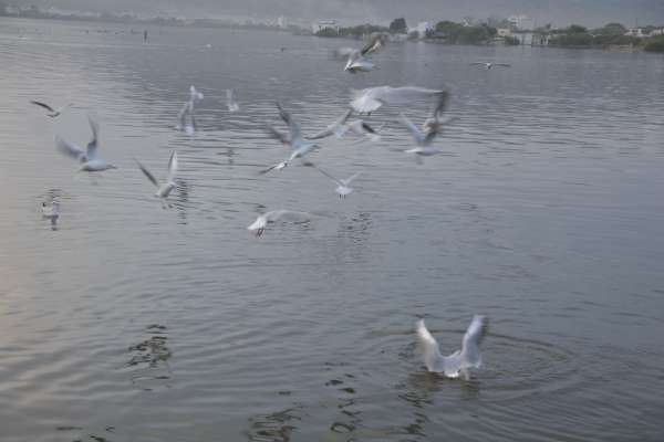 beautiful pics of migratory birds