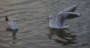 beautiful pics of migratory birds