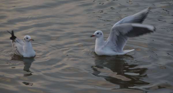 beautiful pics of migratory birds