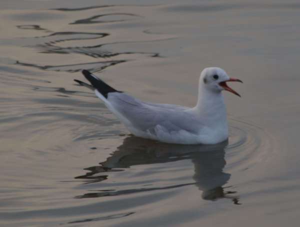 beautiful pics of migratory birds