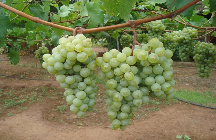 Grapes