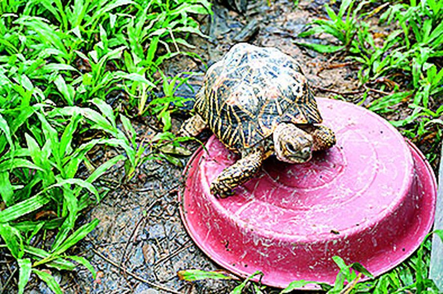 Turtles