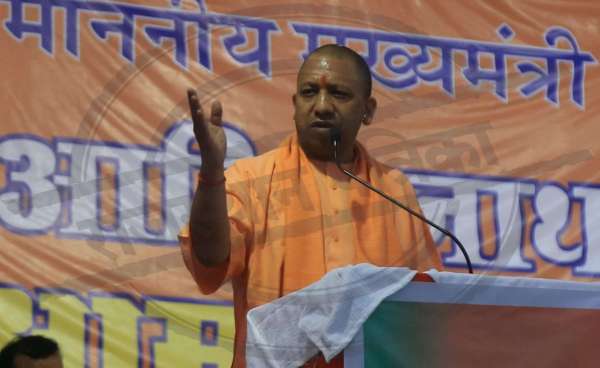 yogi