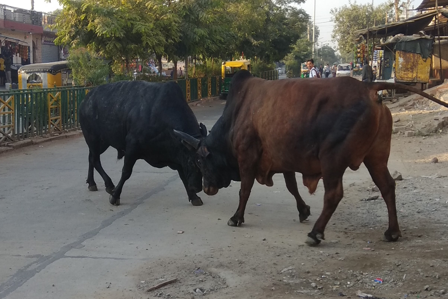 bull fight video
