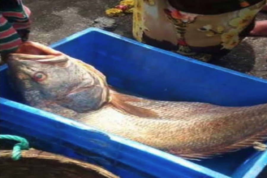 Viral video of frozen fish how alive in warm water