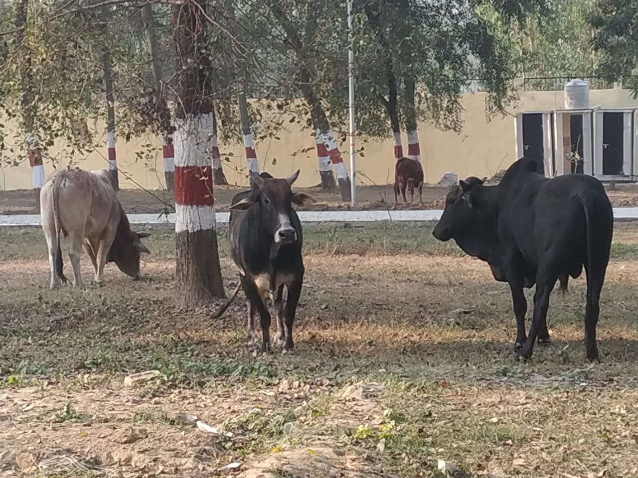 Kanha upvan Becomes Home Of Death For Calves