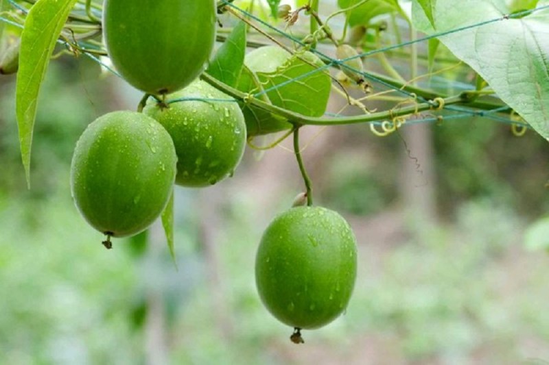 These fruits are 300 times more sweet than sugar