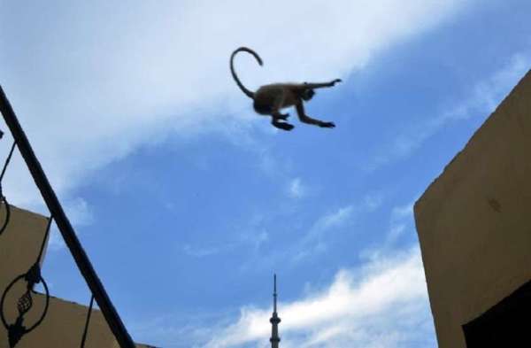 Monkey jump Capture camera