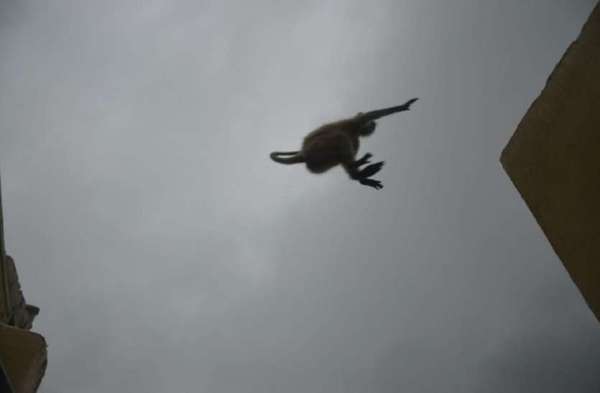 Monkey jump Capture camera