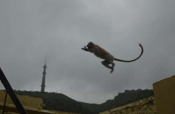 Monkey jump Capture camera