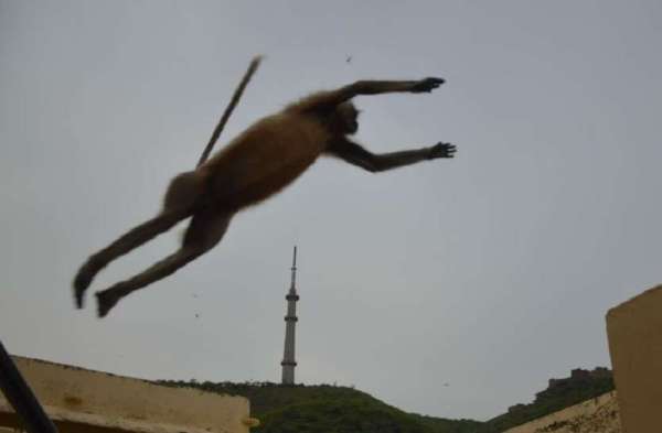 Monkey jump Capture camera