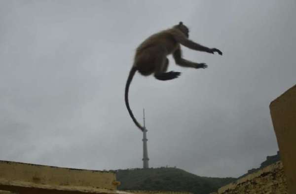 Monkey jump Capture camera