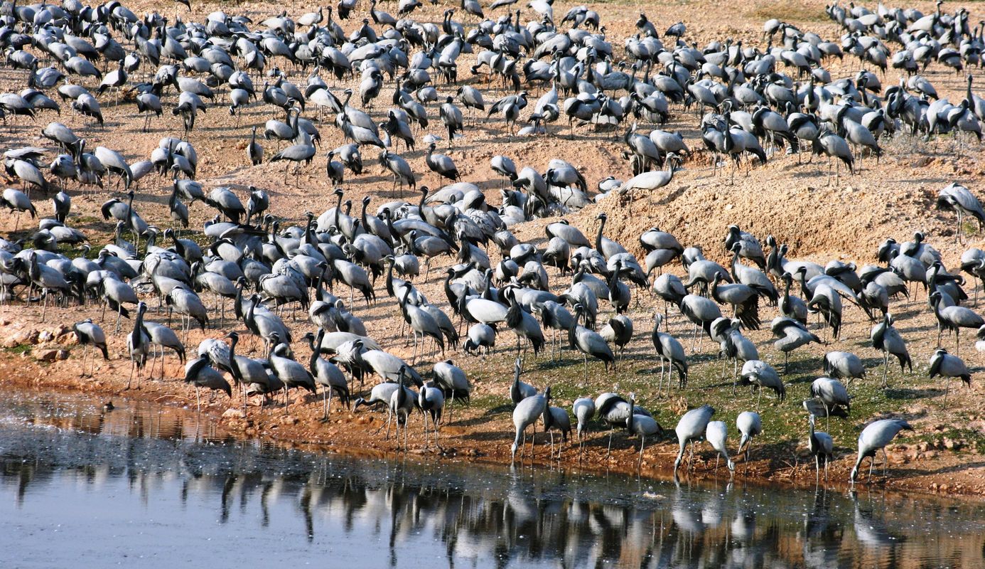 migratory birds