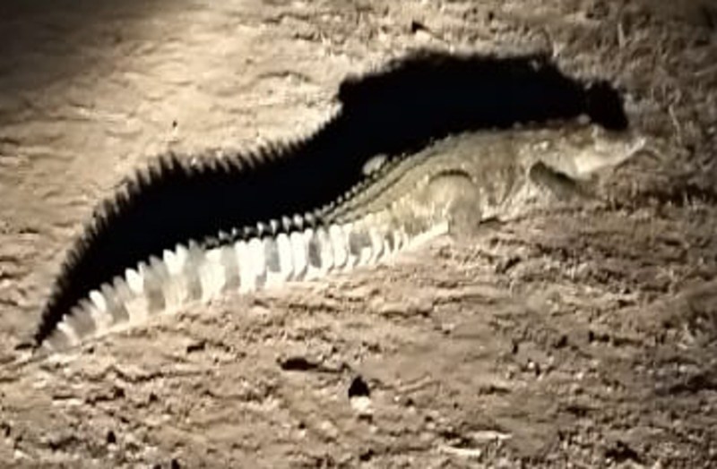 Breaking : गांव की गली में घूम रहा था पांच फिट का मगरमच्छ, ग्रामीणों के उड़े होश