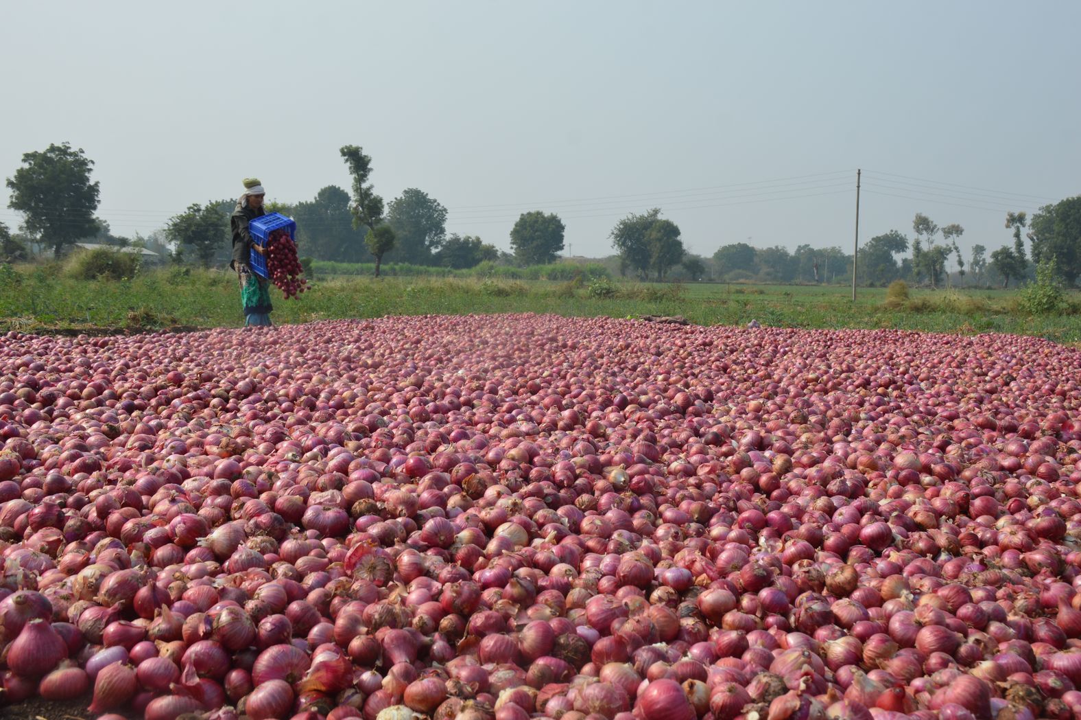 Farmers' tears removed onion prices