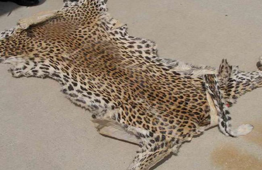 Leopard smuggling