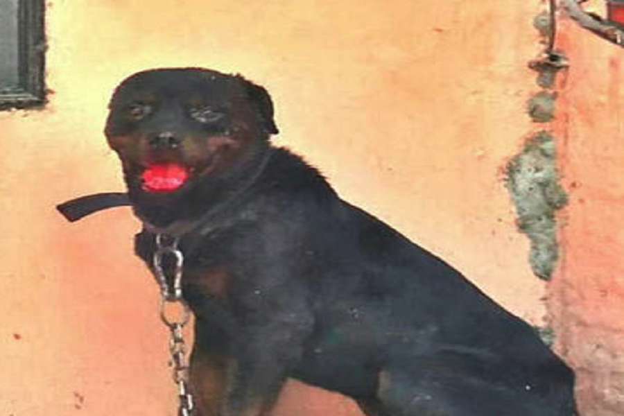 Dangerous starving dog eaten alive old man