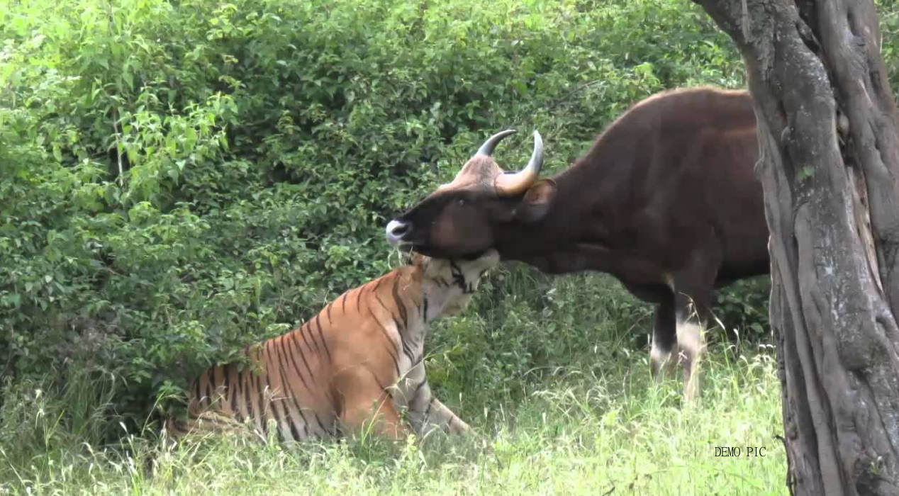 Tiger killed bull in Lakhimpur Kheri