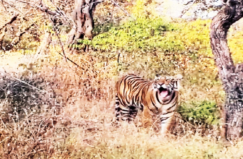 शिकार नहीं कर पाने के बाद दहाड़ता बाघ।