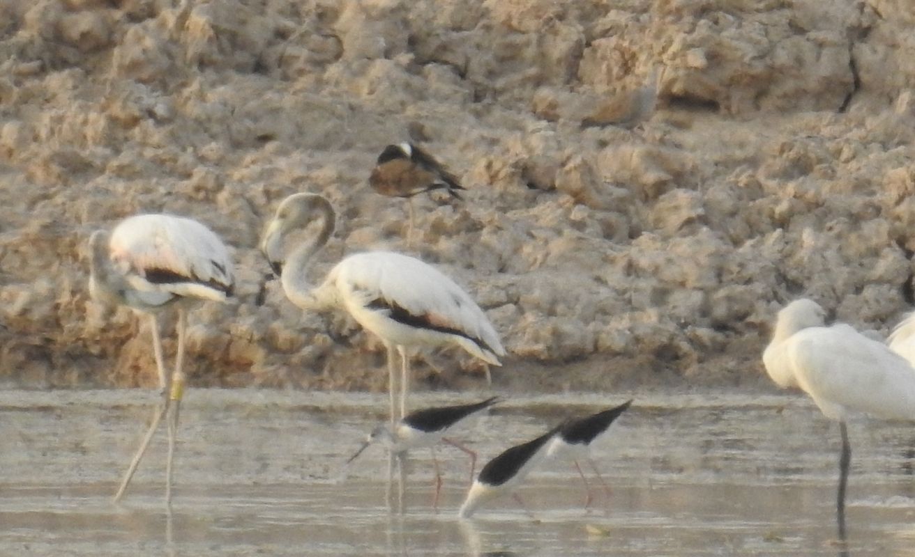 Greater Flamingo with a tag found in Bikaner 