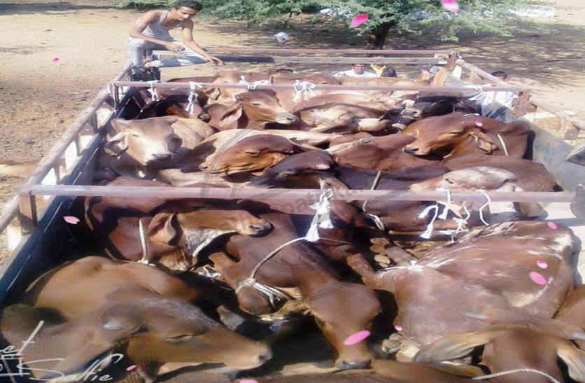 Killing nine neat cattle in bhilwara