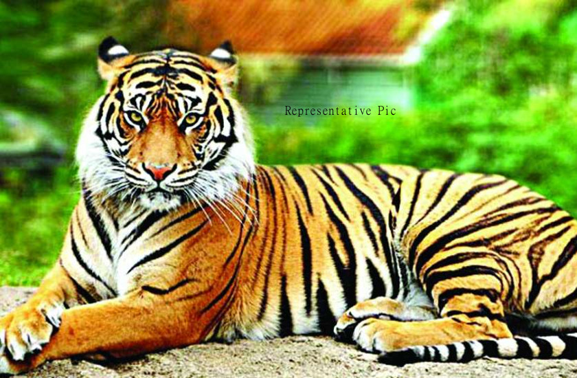 Tiger Area of MP
