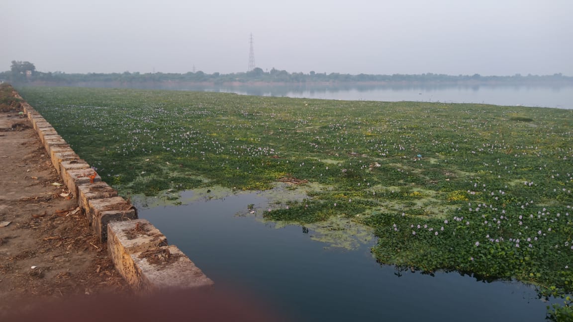 Narmada's hyacinth is increasing due to contamination of water