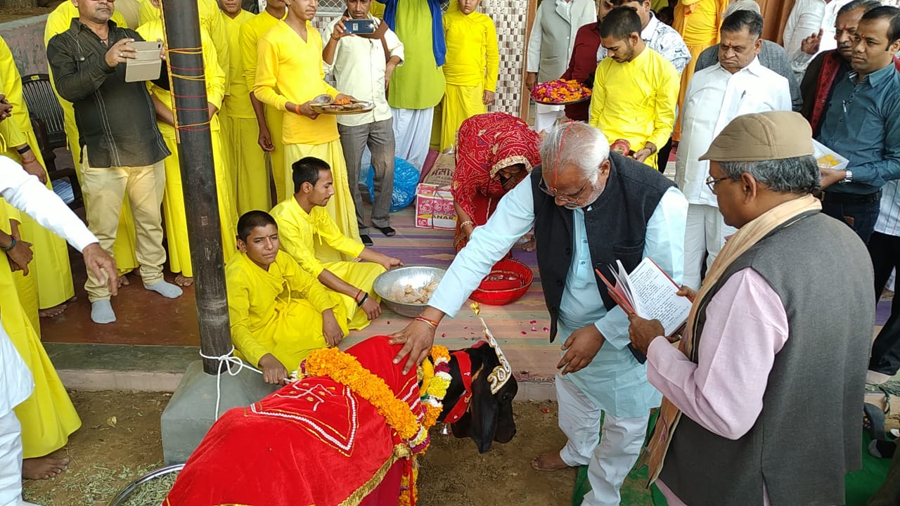 Cow Bull Pre Wedding Ceremony in Sardarshahar Churu Rajasthan